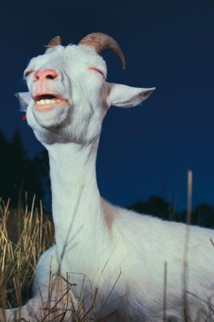 Por qué las cabras son los nuevos gatitos de Internet