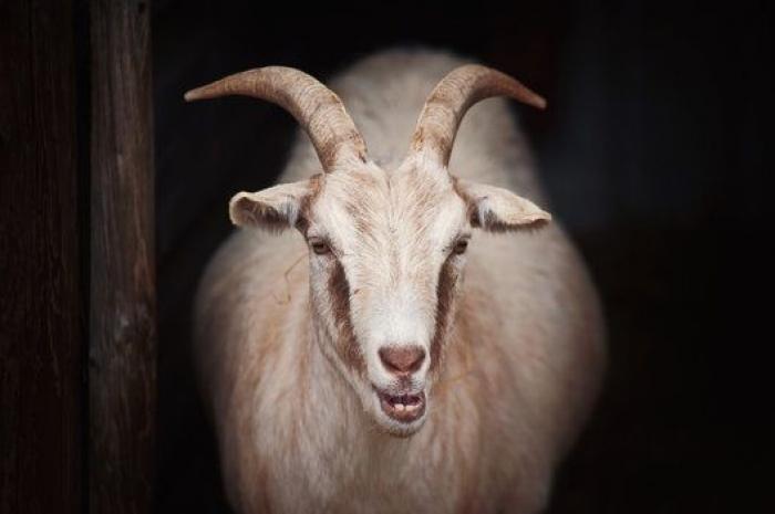 Por qué las cabras son los nuevos gatitos de Internet