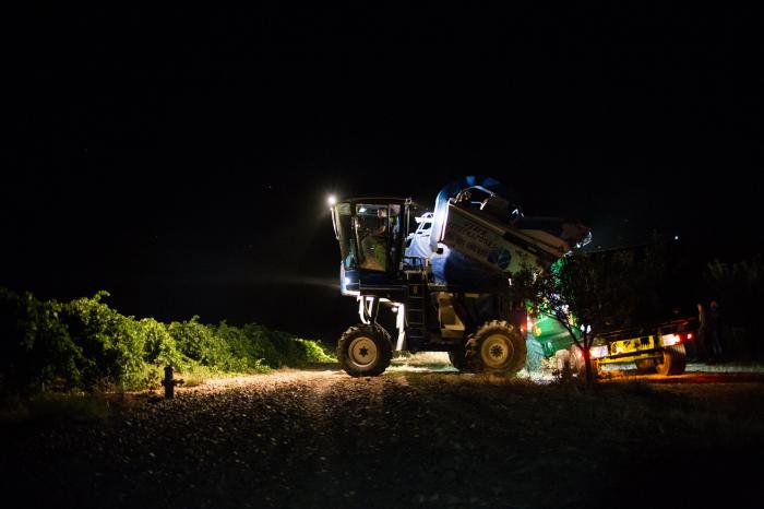 Un paseo nocturno entre viñedos: así es una vendimia nocturna