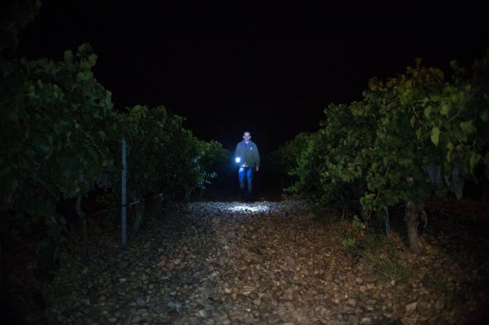 Un paseo nocturno entre viñedos: así es una vendimia nocturna