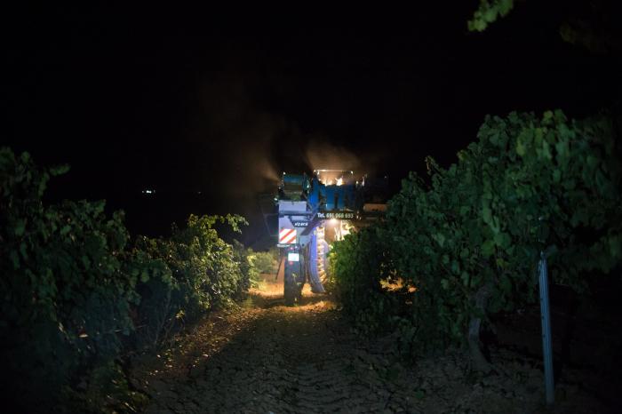 Un paseo nocturno entre viñedos: así es una vendimia nocturna