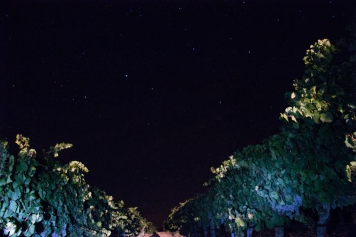 Un paseo nocturno entre viñedos: así es una vendimia nocturna