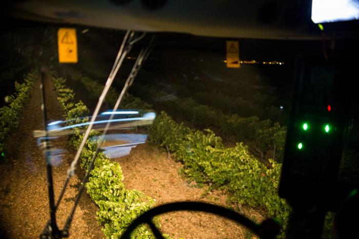 Un paseo nocturno entre viñedos: así es una vendimia nocturna