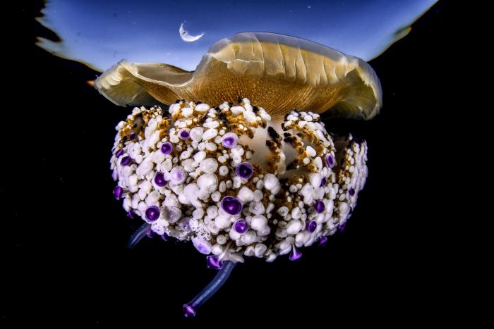 12 fotografías que muestran la naturaleza como pocas veces se ha visto