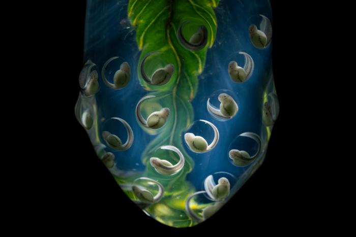 12 fotografías que muestran la naturaleza como pocas veces se ha visto