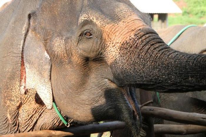 Un paseo con elefantes en Chiang Mai