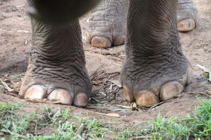 Un paseo con elefantes en Chiang Mai