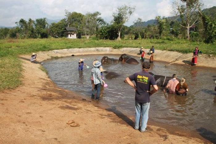 Un paseo con elefantes en Chiang Mai