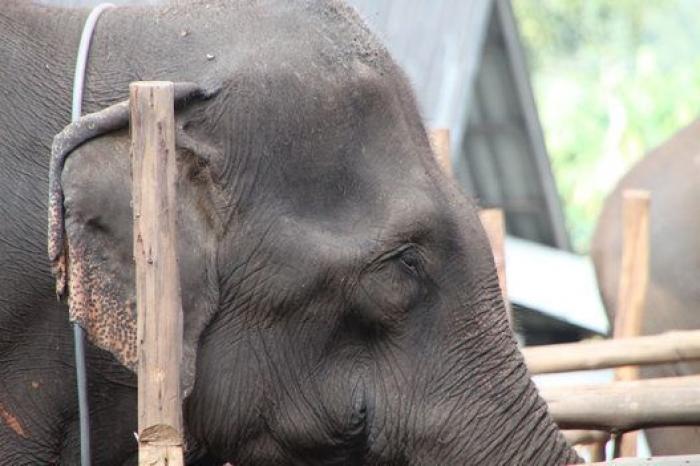 Un paseo con elefantes en Chiang Mai