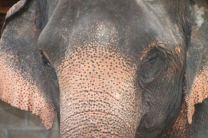 Un paseo con elefantes en Chiang Mai