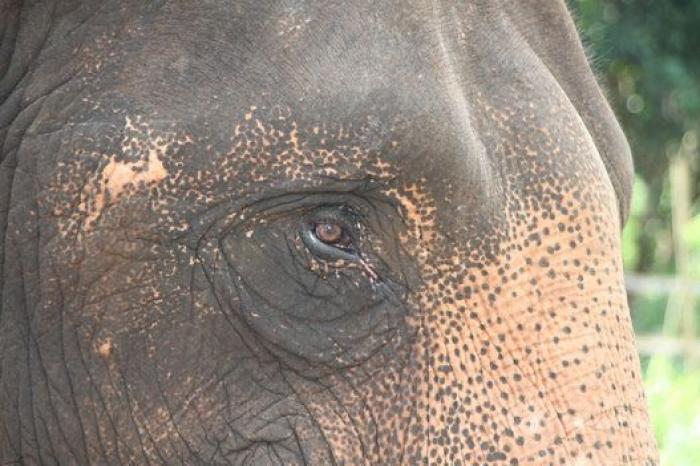 Un paseo con elefantes en Chiang Mai