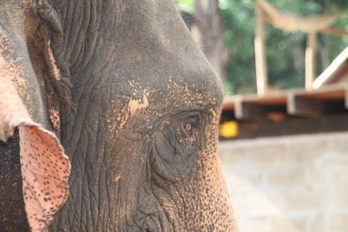 Un paseo con elefantes en Chiang Mai