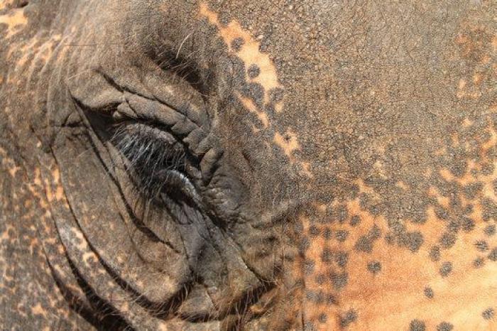 Un paseo con elefantes en Chiang Mai