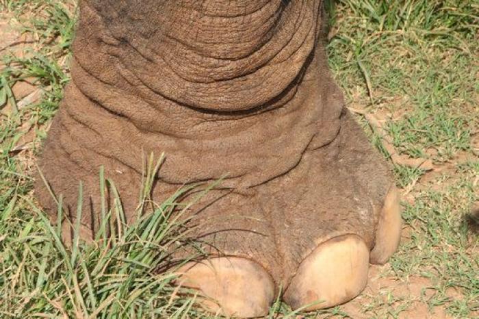 Un paseo con elefantes en Chiang Mai