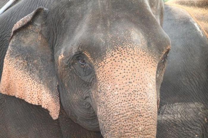 Un paseo con elefantes en Chiang Mai