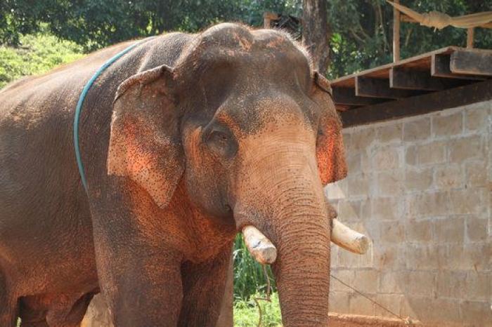 Un paseo con elefantes en Chiang Mai