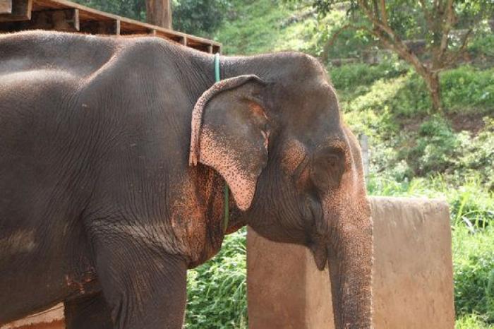 Un paseo con elefantes en Chiang Mai