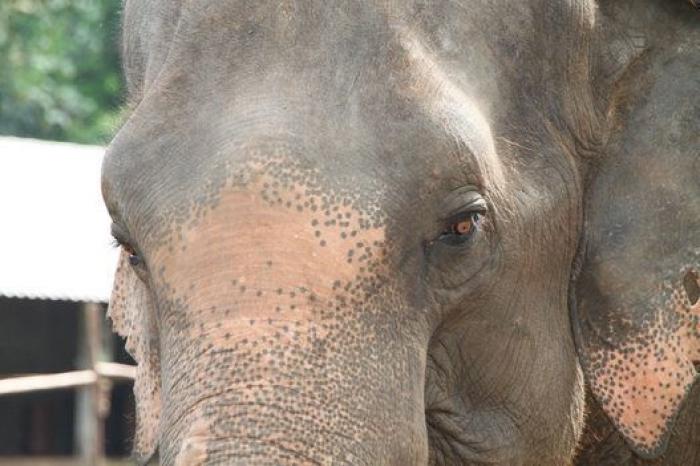 Un paseo con elefantes en Chiang Mai