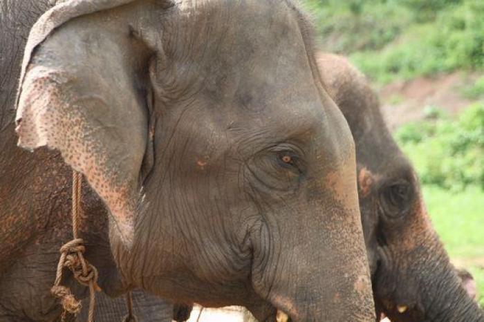 Un paseo con elefantes en Chiang Mai