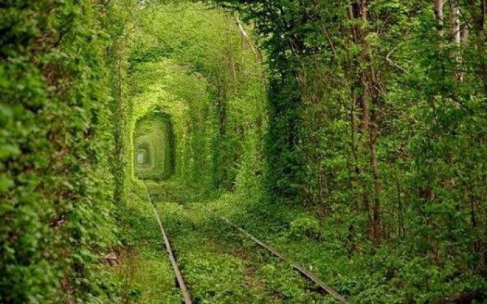 Japón debe ser el lugar más bonito de la Tierra cuando florecen las wisterias