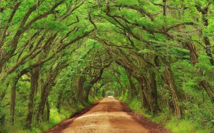 Japón debe ser el lugar más bonito de la Tierra cuando florecen las wisterias