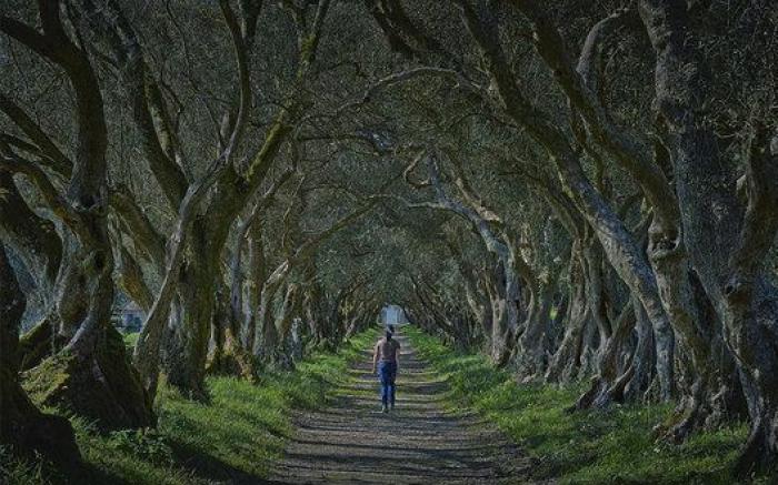 Japón debe ser el lugar más bonito de la Tierra cuando florecen las wisterias