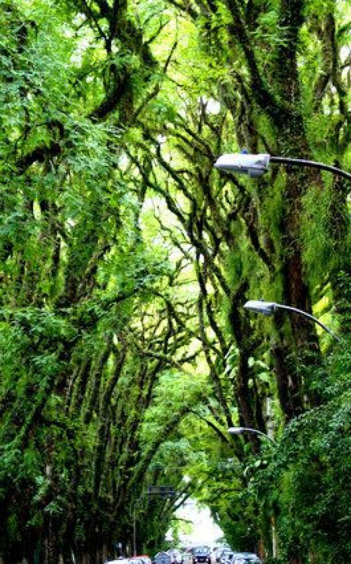 Japón debe ser el lugar más bonito de la Tierra cuando florecen las wisterias