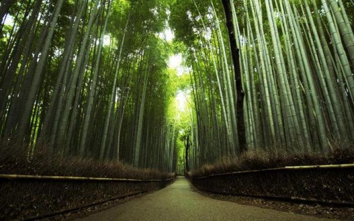 Japón debe ser el lugar más bonito de la Tierra cuando florecen las wisterias