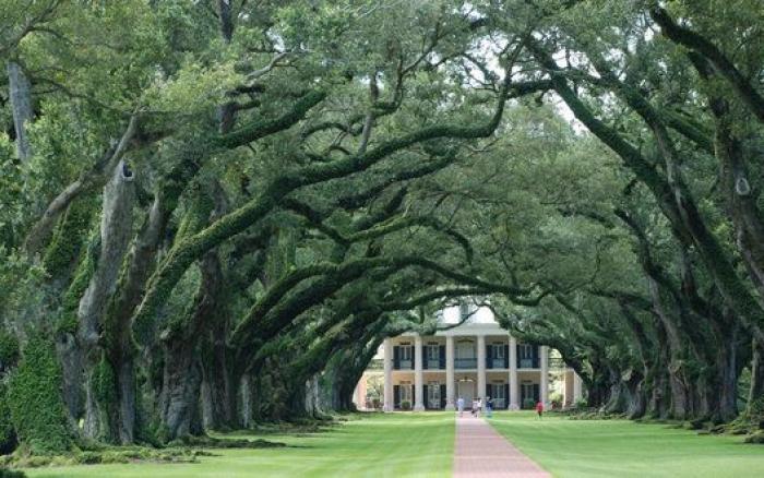 Japón debe ser el lugar más bonito de la Tierra cuando florecen las wisterias