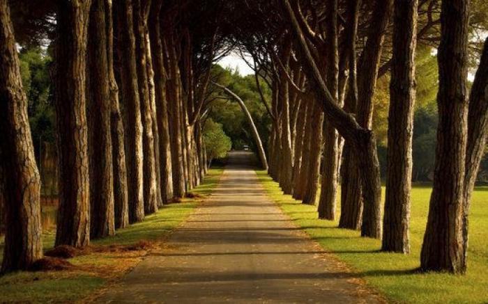Japón debe ser el lugar más bonito de la Tierra cuando florecen las wisterias