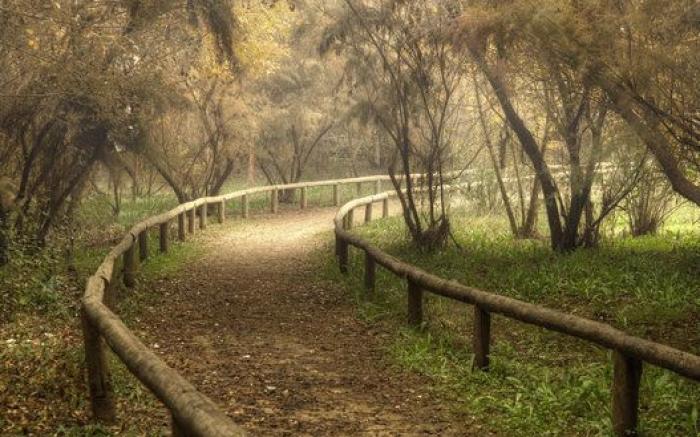 Japón debe ser el lugar más bonito de la Tierra cuando florecen las wisterias
