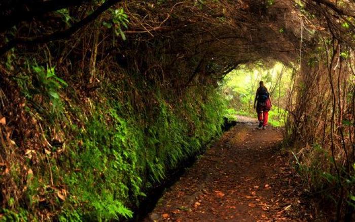 Japón debe ser el lugar más bonito de la Tierra cuando florecen las wisterias