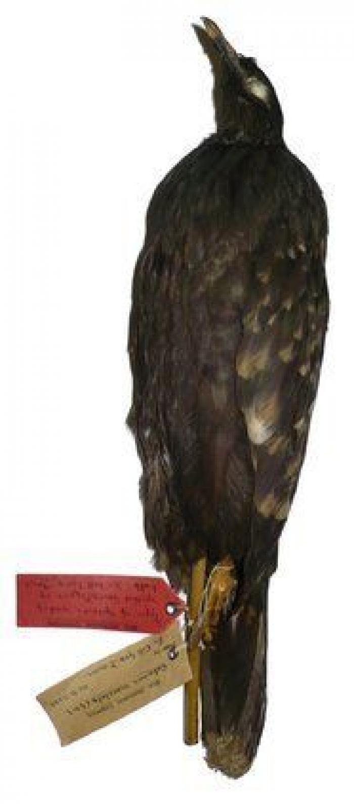 Año y medio de cárcel por envenenar a seis águilas imperiales