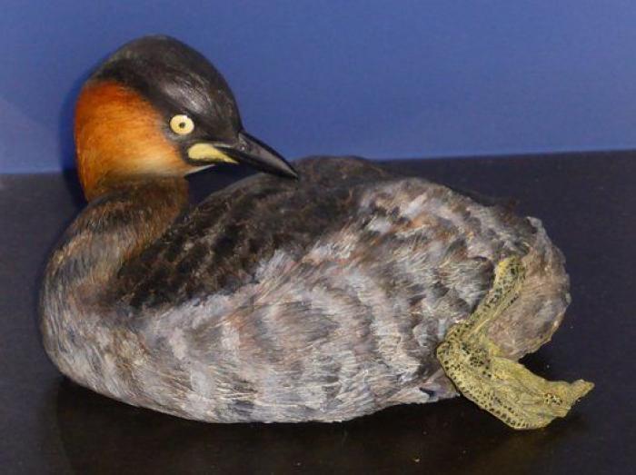 Año y medio de cárcel por envenenar a seis águilas imperiales