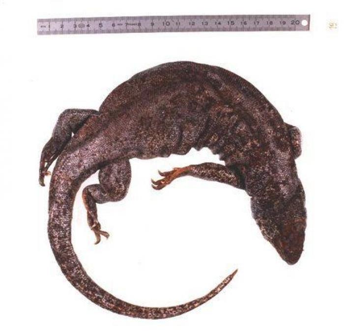 Año y medio de cárcel por envenenar a seis águilas imperiales