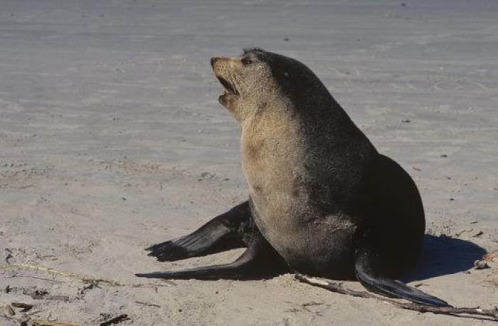 Año y medio de cárcel por envenenar a seis águilas imperiales