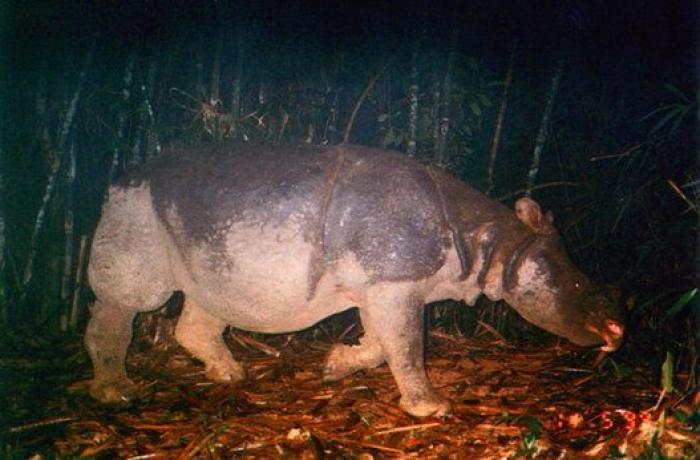 Año y medio de cárcel por envenenar a seis águilas imperiales