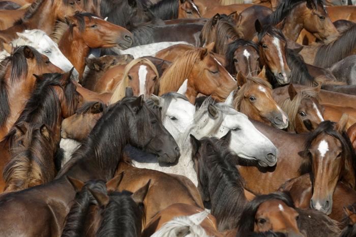 Las impresionantes imágenes de la Rapa das Bestas