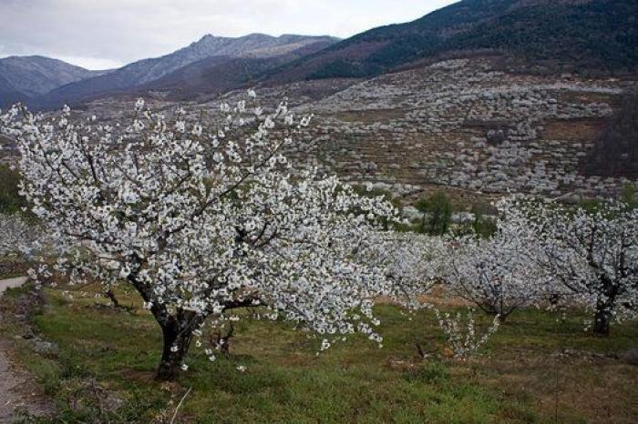 Ocho rincones de Europa para disfrutar al 100% de la primavera