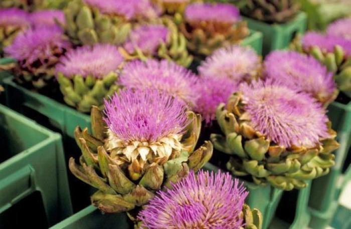 Las alcachofas son flores y estas imágenes te lo demuestran