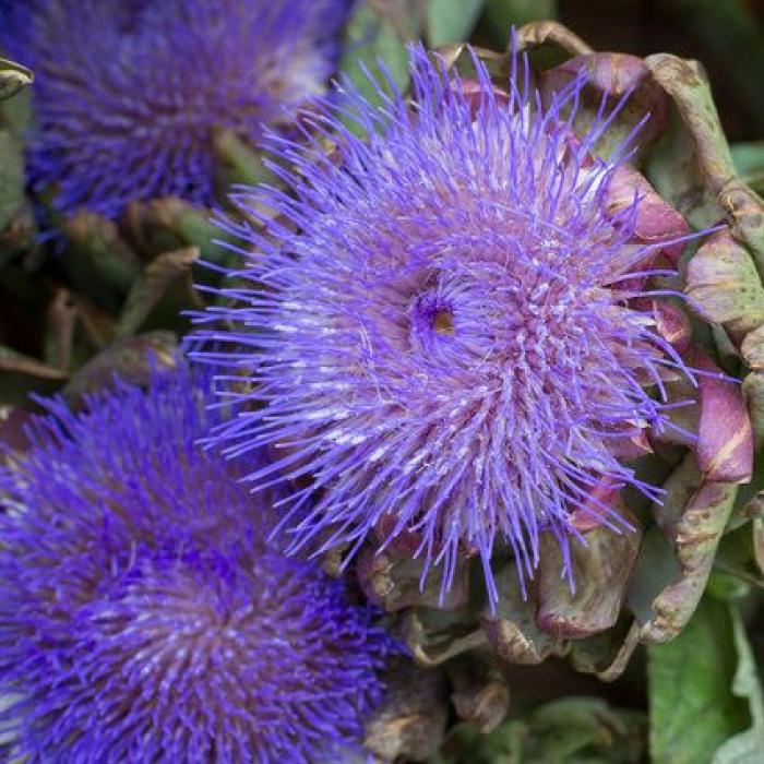 Las alcachofas son flores y estas imágenes te lo demuestran