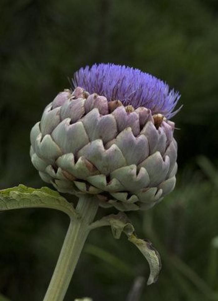 Las alcachofas son flores y estas imágenes te lo demuestran
