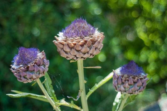 Las alcachofas son flores y estas imágenes te lo demuestran