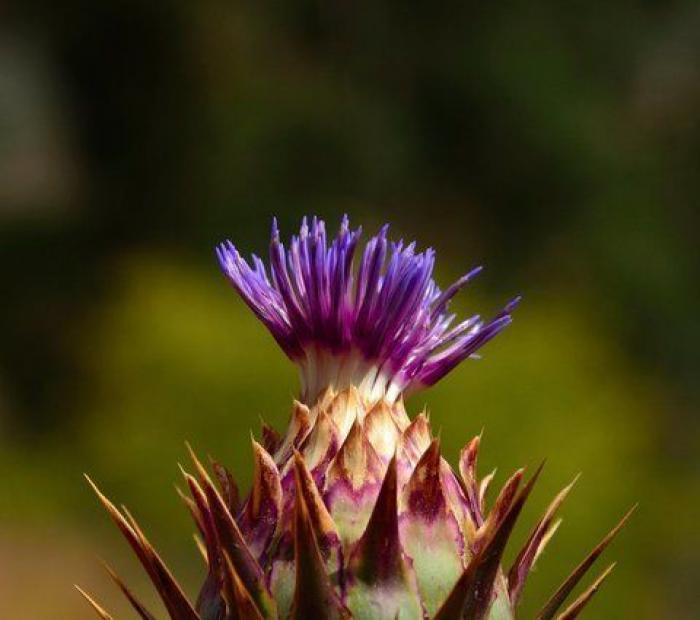 Las alcachofas son flores y estas imágenes te lo demuestran
