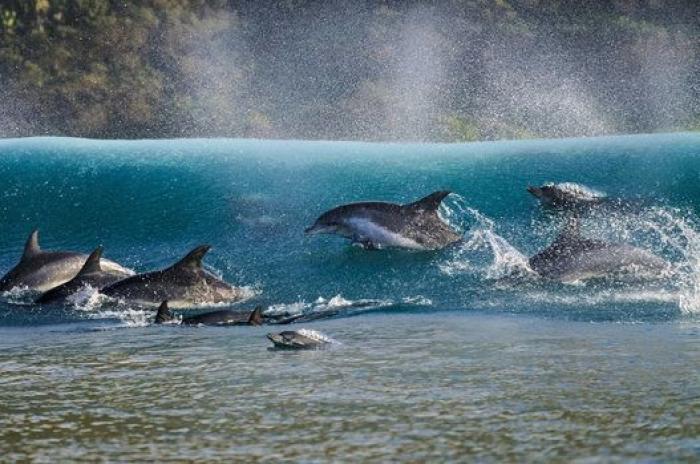 ¡Pa-ta-ta! La foto de esta foca sonriente bien vale un premio de fotografía