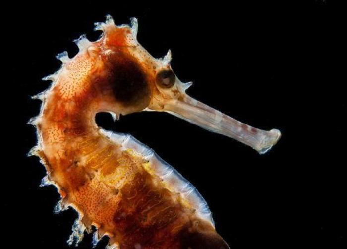 ¡Pa-ta-ta! La foto de esta foca sonriente bien vale un premio de fotografía