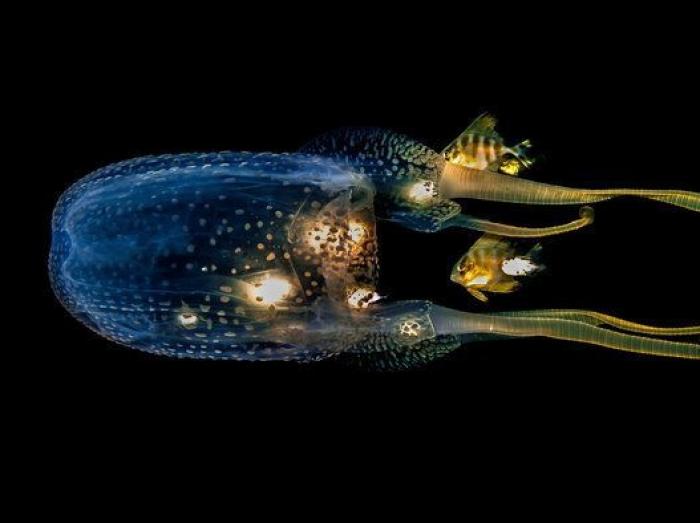 ¡Pa-ta-ta! La foto de esta foca sonriente bien vale un premio de fotografía