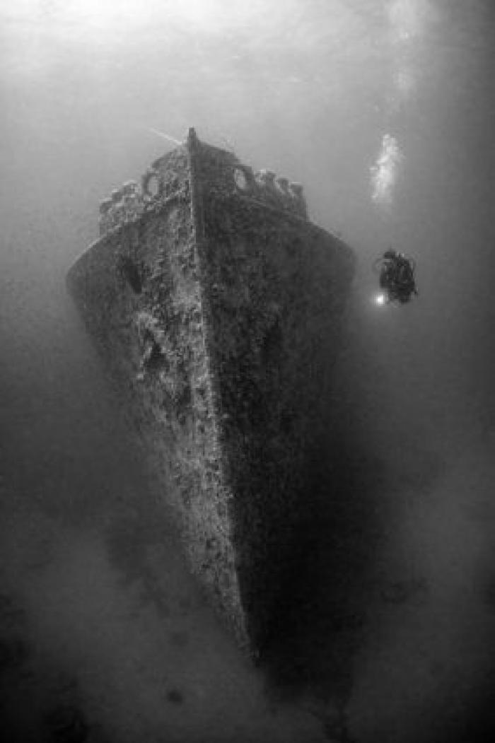 ¡Pa-ta-ta! La foto de esta foca sonriente bien vale un premio de fotografía