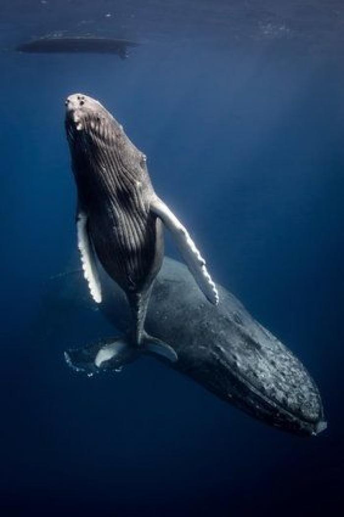 ¡Pa-ta-ta! La foto de esta foca sonriente bien vale un premio de fotografía
