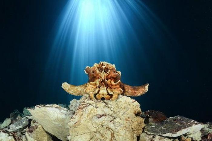 ¡Pa-ta-ta! La foto de esta foca sonriente bien vale un premio de fotografía